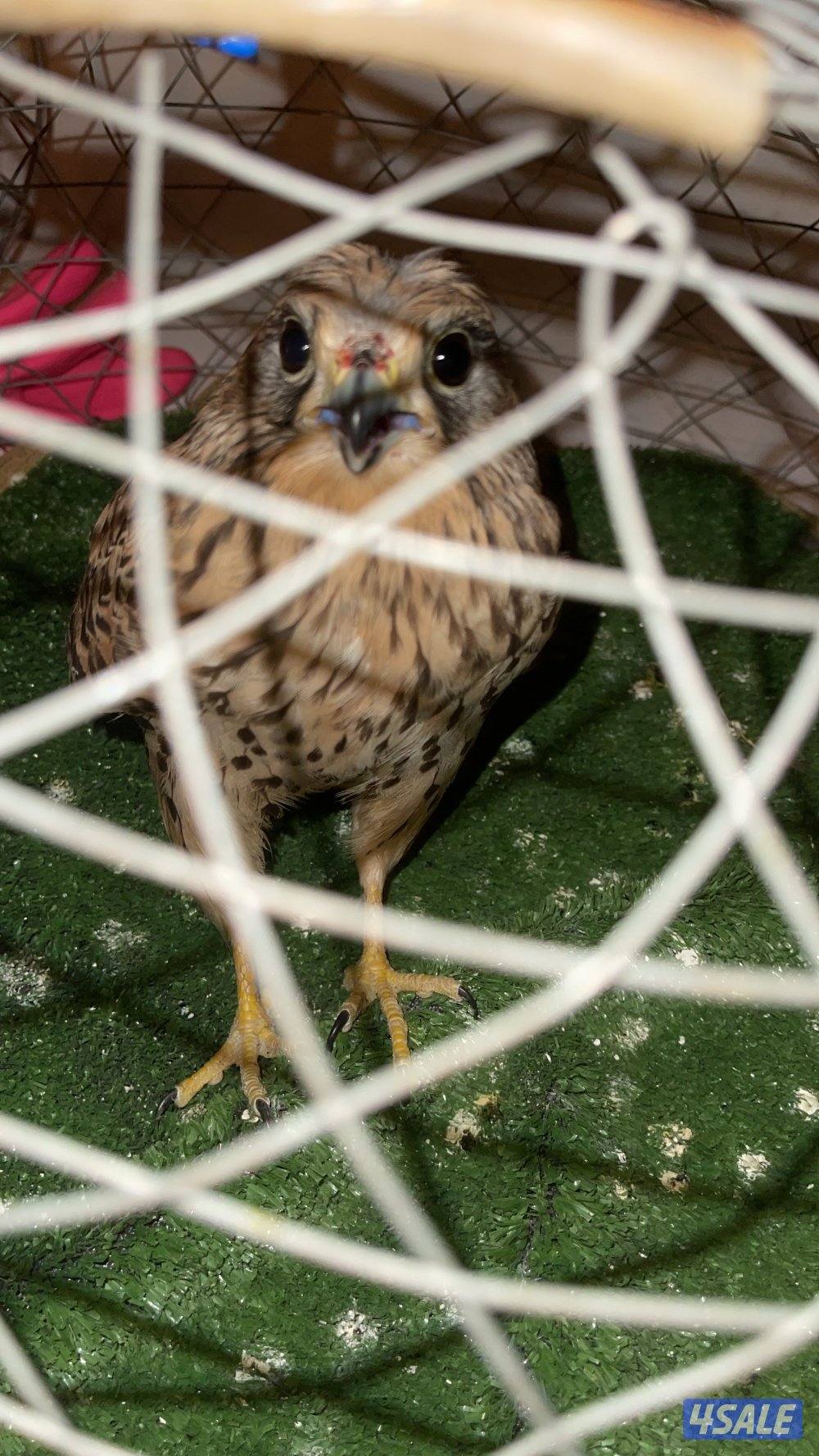 للبيع حيميمجات و ترمة  مع دس و برقع و سبوق. و جرير و شنكار7