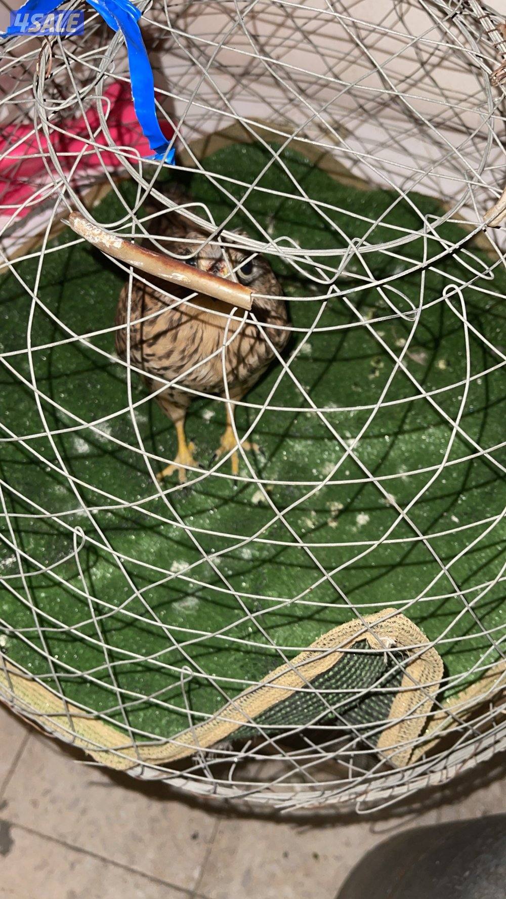 للبيع حيميمجات و ترمة  مع دس و برقع و سبوق. و جرير و شنكار8