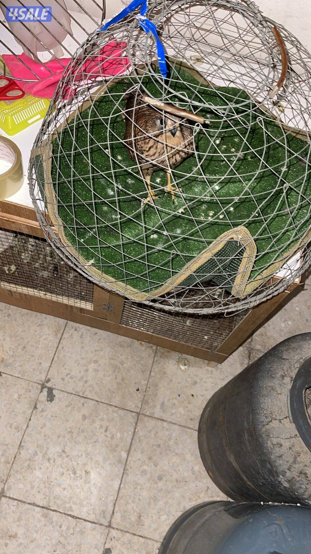 للبيع حيميمجات و ترمة  مع دس و برقع و سبوق. و جرير و شنكار9