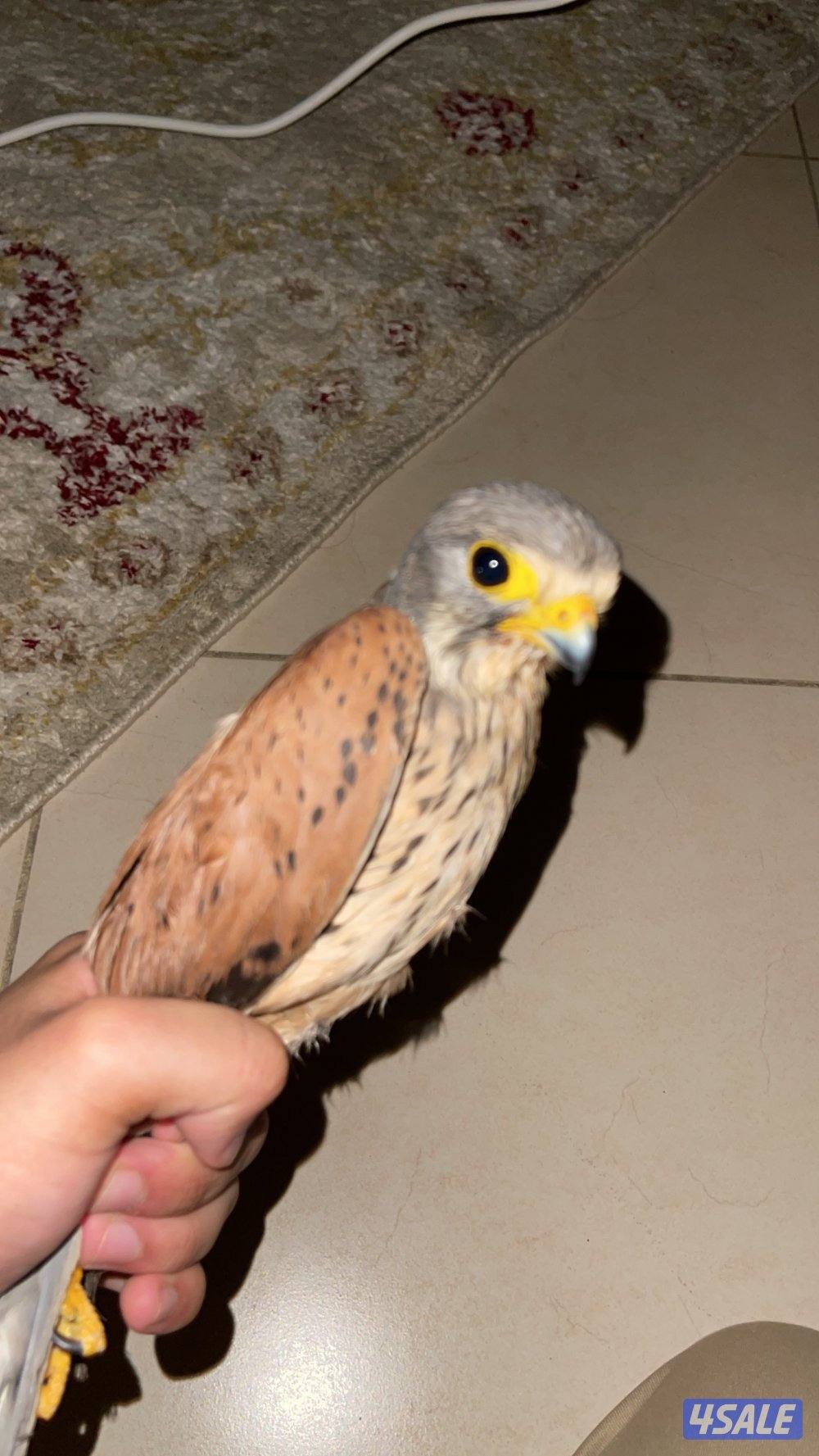 للبيع حيميمجات و ترمة  مع دس و برقع و سبوق. و جرير و شنكار10