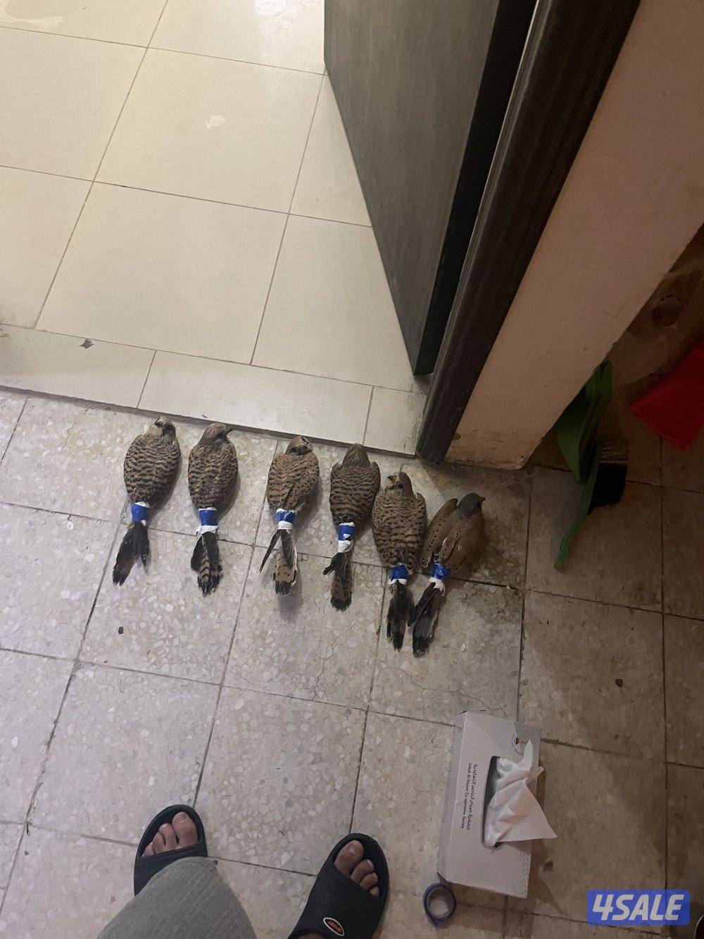 للبيع حيميمجات و ترمة  مع دس و برقع و سبوق. و جرير و شنكار11