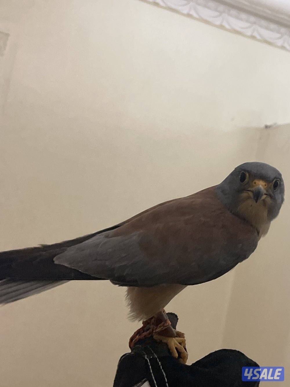 للبيع حيميمجات و ترمة  مع دس و برقع و سبوق. و جرير و شنكار12