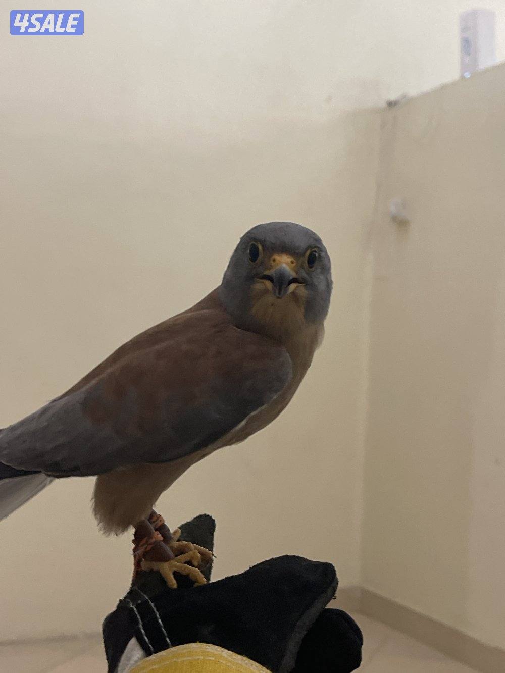 للبيع حيميمجات و ترمة  مع دس و برقع و سبوق. و جرير و شنكار13