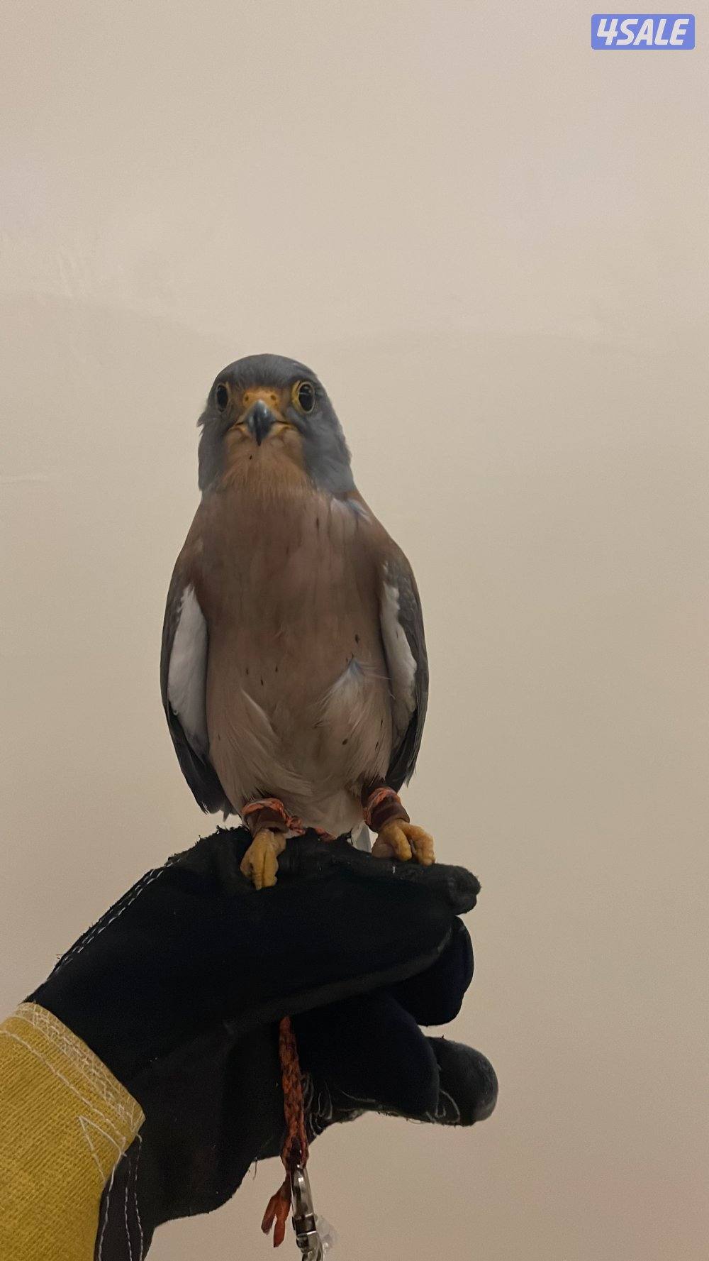 للبيع حيميمجات و ترمة  مع دس و برقع و سبوق. و جرير و شنكار14