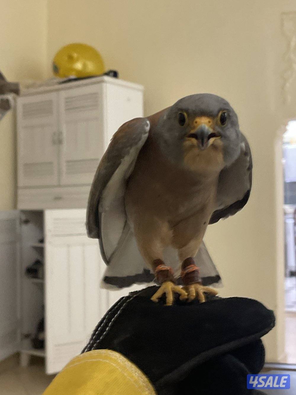 للبيع حيميمجات و ترمة  مع دس و برقع و سبوق. و جرير و شنكار15