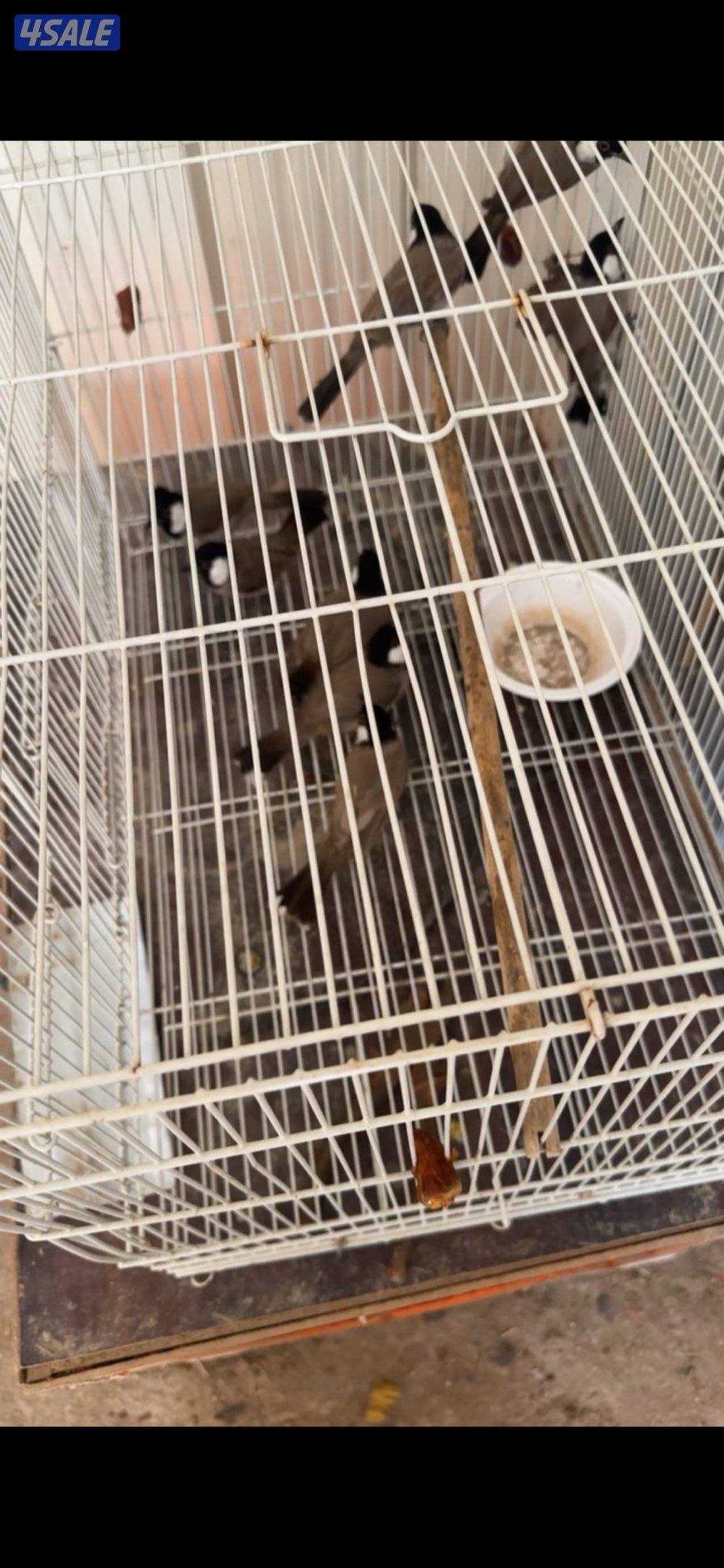 بلبل جامبو0