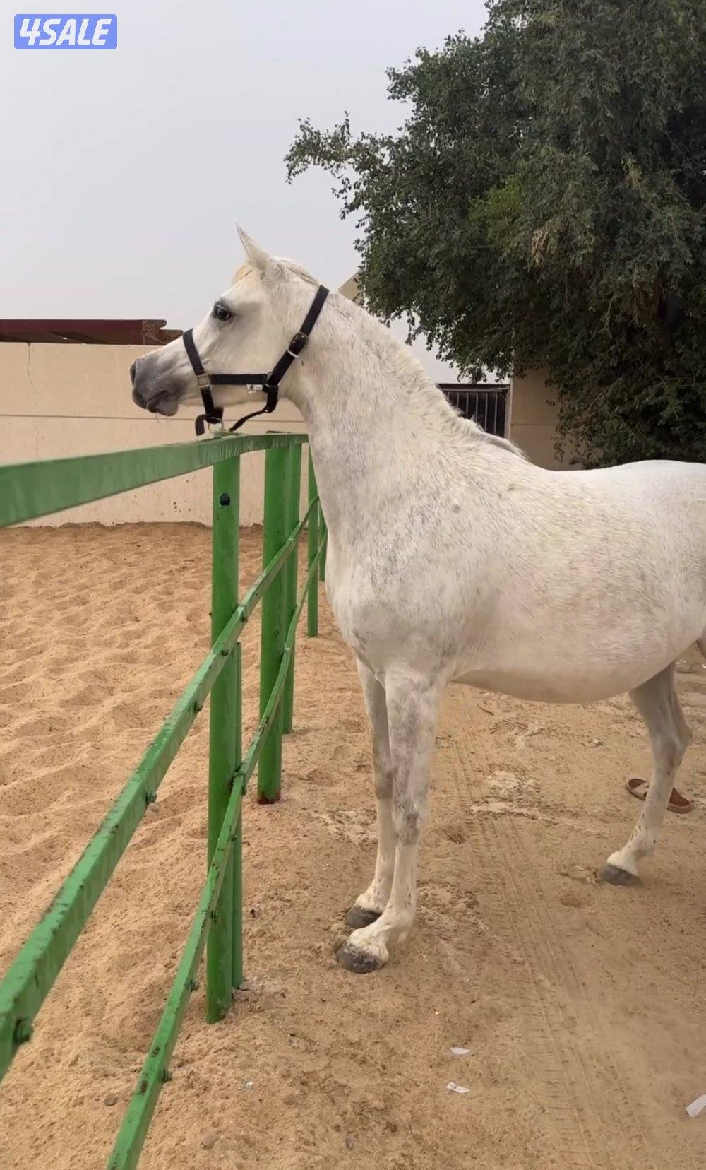 فرس لقحه للبييع0