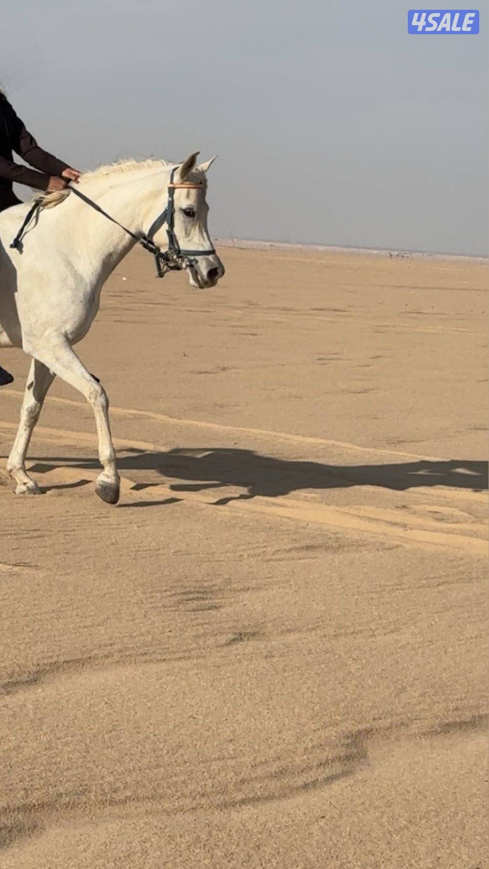 فرس لقحه للبييع1