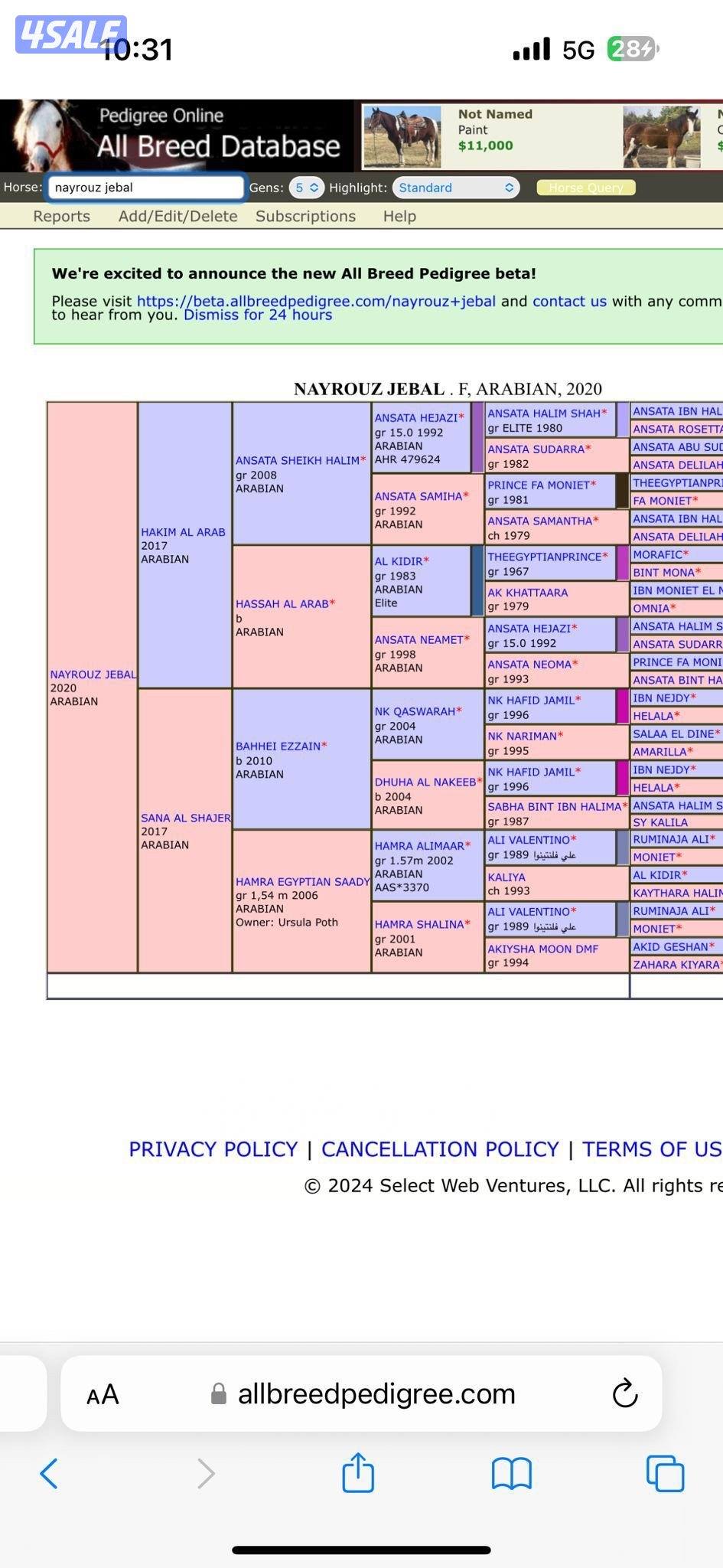 فرس لقحه للبييع2