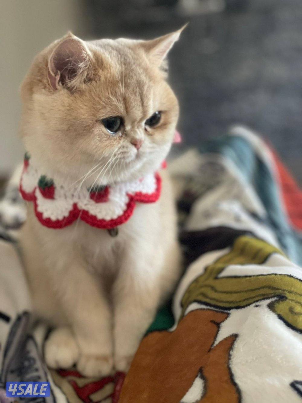 قطوه للتبني نثيه عمرها سنتين مطعمه ومعقمه مسوين لها العملية adopt cat0