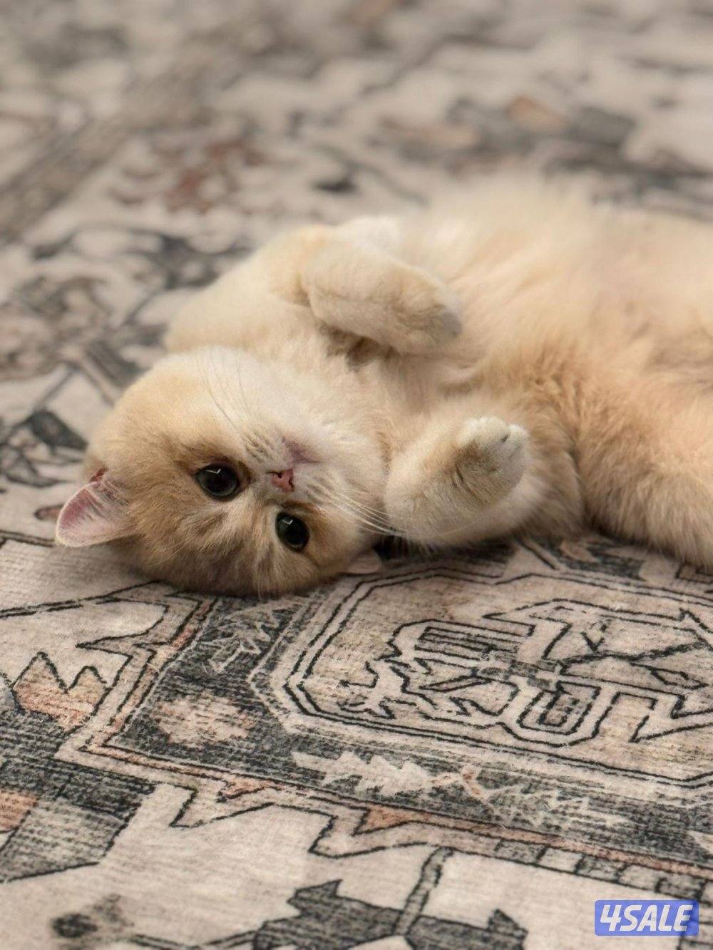 قطوه للتبني نثيه عمرها سنتين مطعمه ومعقمه مسوين لها العملية adopt cat2