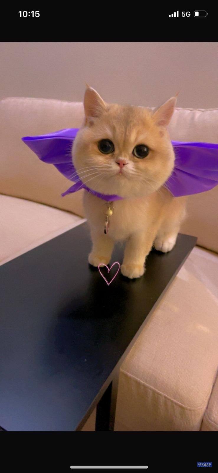 قطوه للتبني نثيه عمرها سنتين مطعمه ومعقمه مسوين لها العملية adopt cat1