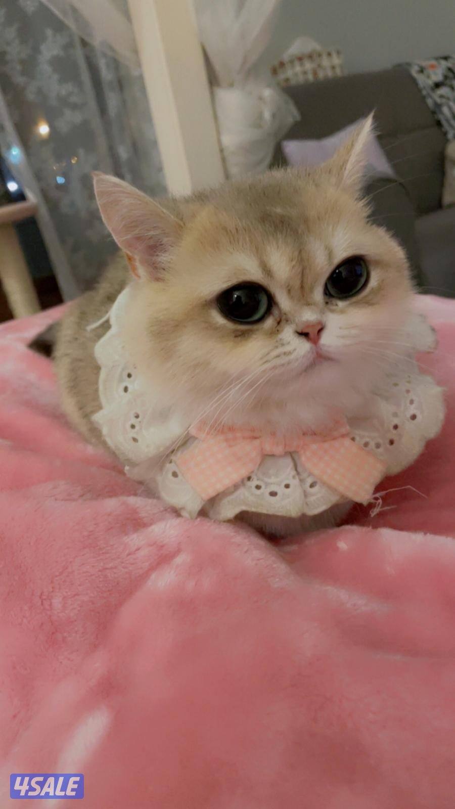 قطوه للتبني نثيه عمرها سنتين مطعمه ومعقمه مسوين لها العملية adopt cat3