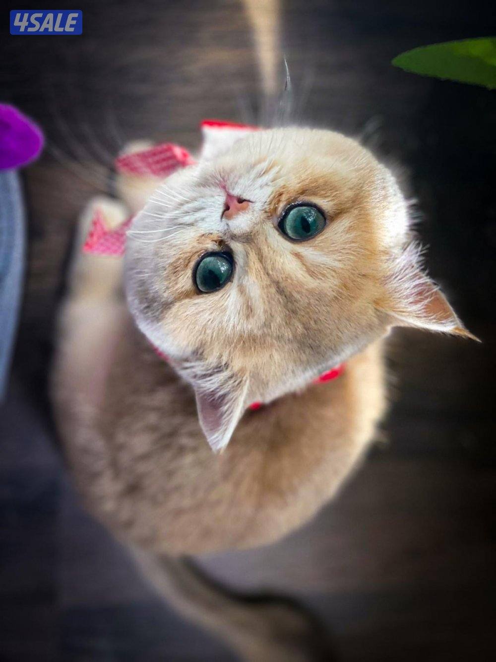 قطوه للتبني نثيه عمرها سنتين مطعمه ومعقمه مسوين لها العملية adopt cat4