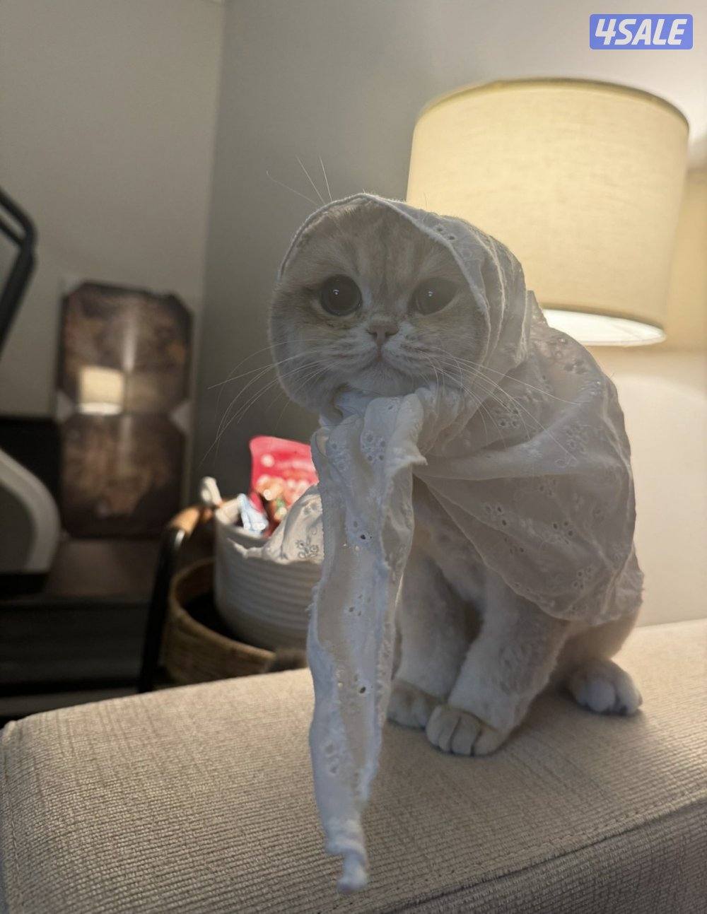 قطوه للتبني نثيه عمرها سنتين مطعمه ومعقمه مسوين لها العملية adopt cat5