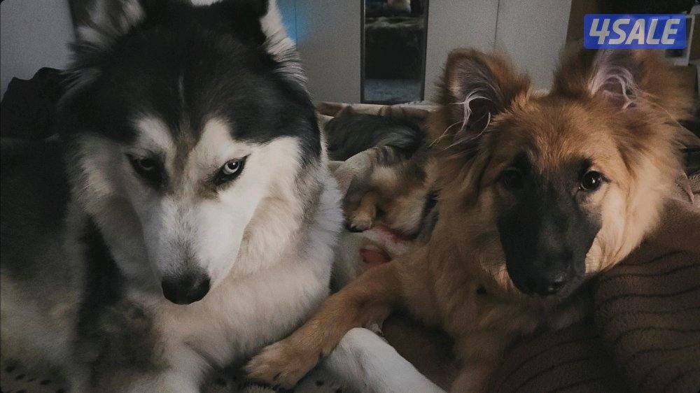 2 Dogs for Adoption (تبني)1