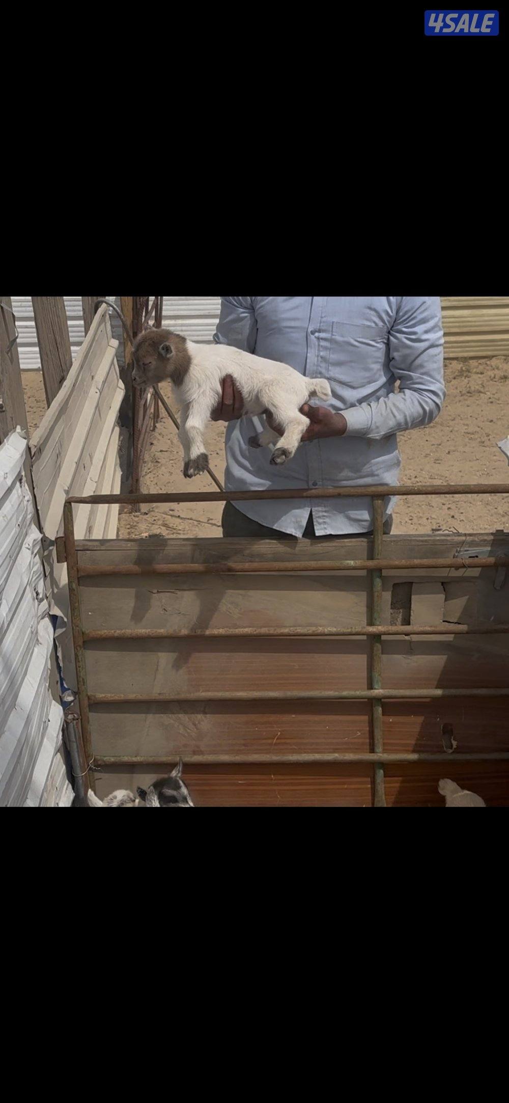 تيس جيكي يشرب مميه قززززم0