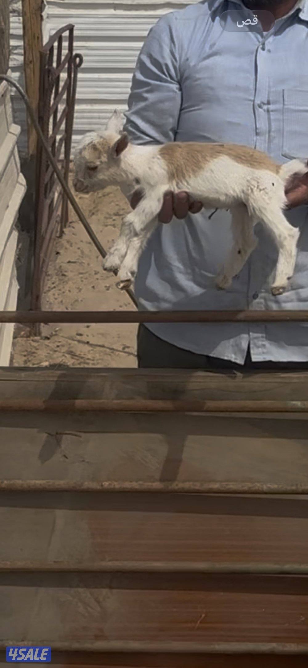 تيس جيكي يشرب مميه قززززم1