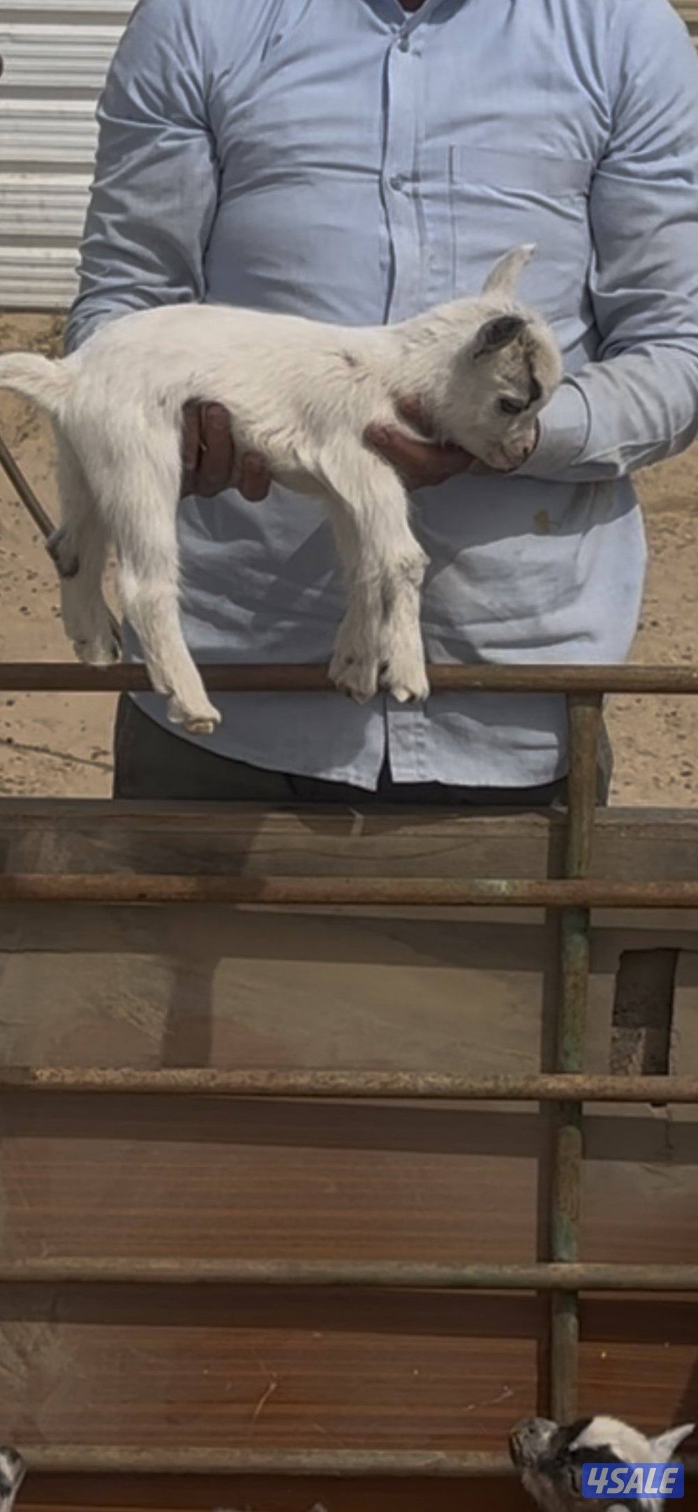 تيس جيكي يشرب مميه قززززم2