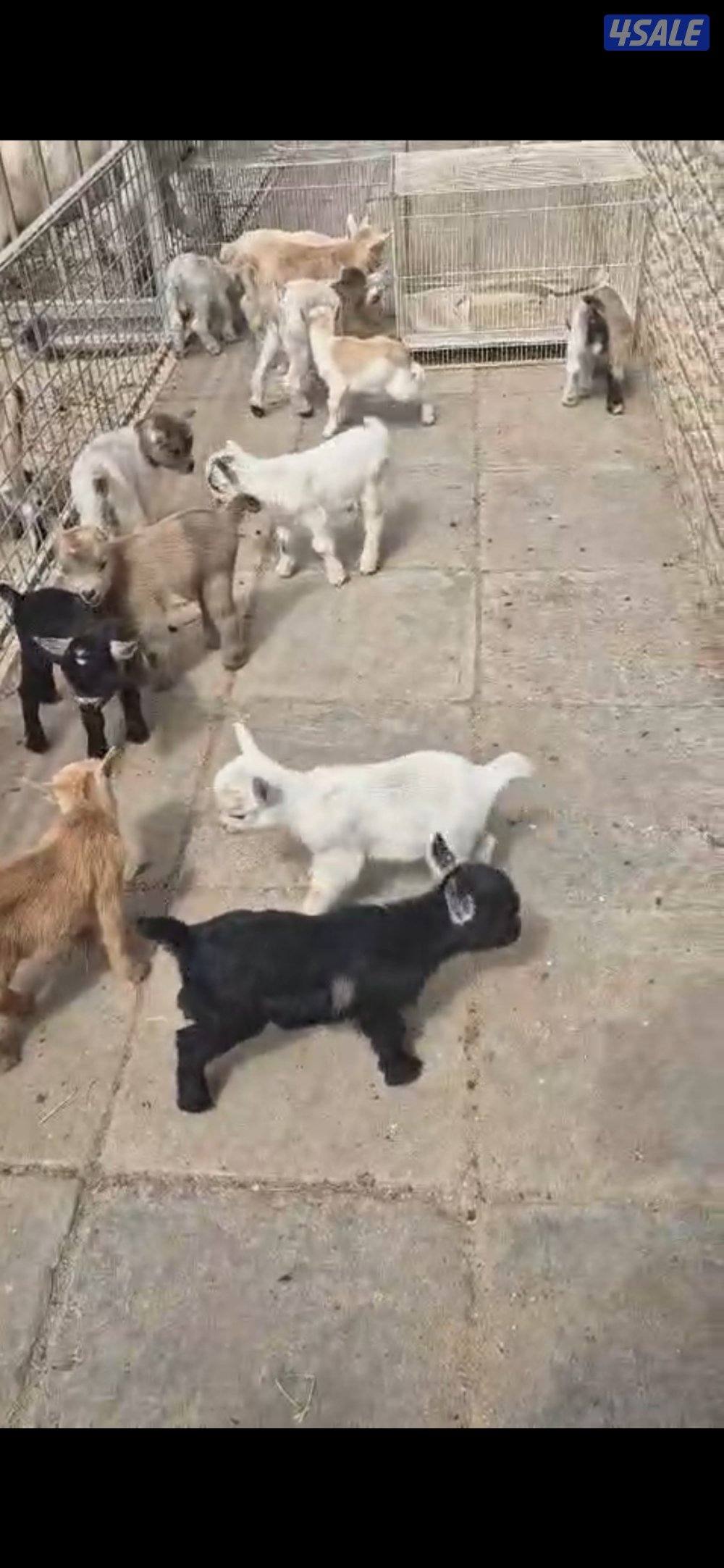 تيس جيكي يشرب مميه قززززم3