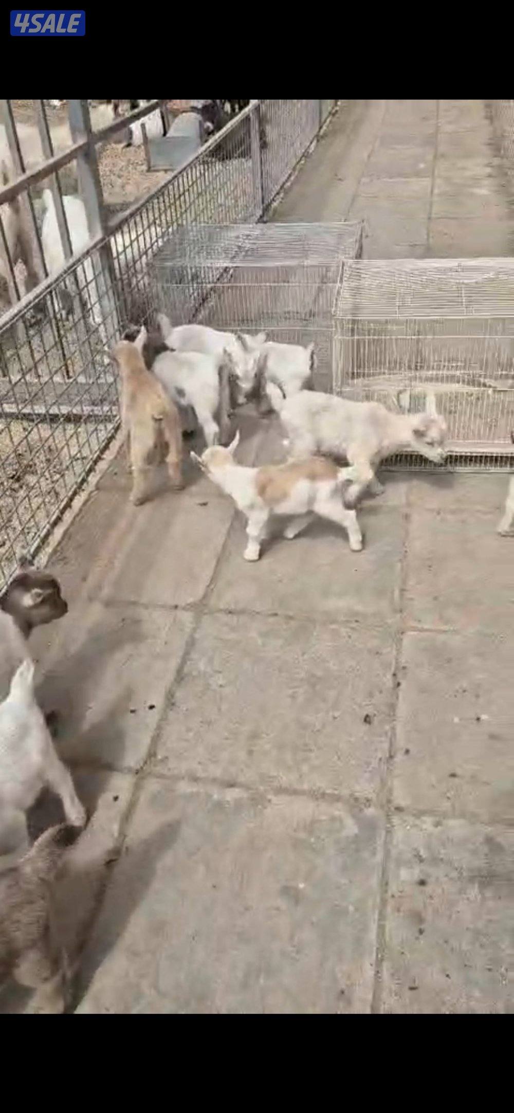 تيس جيكي يشرب مميه قززززم4