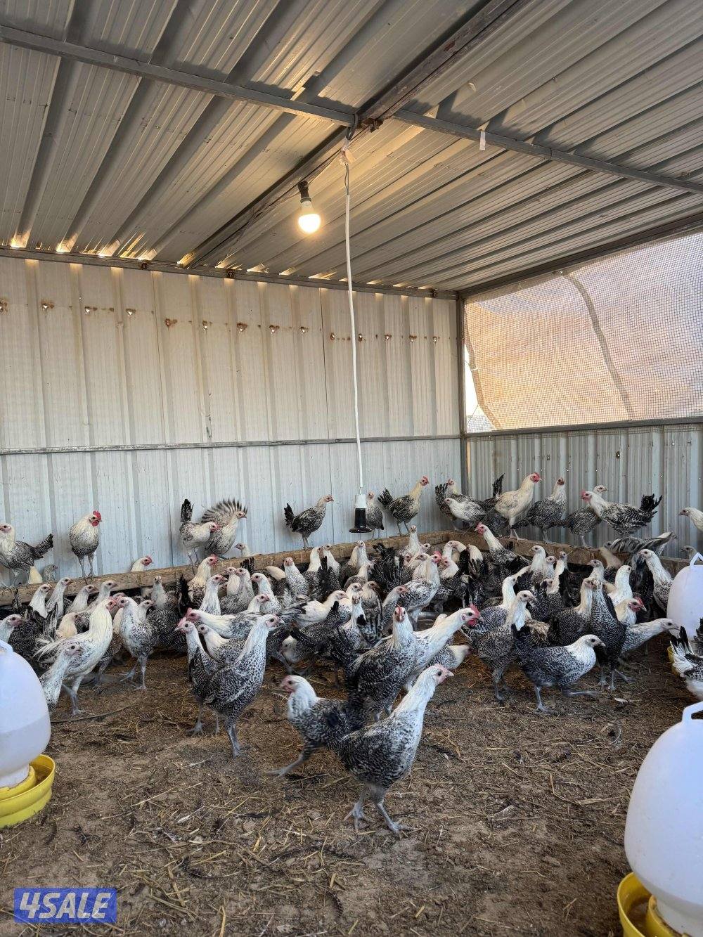 للبيع دجاج فيومي0