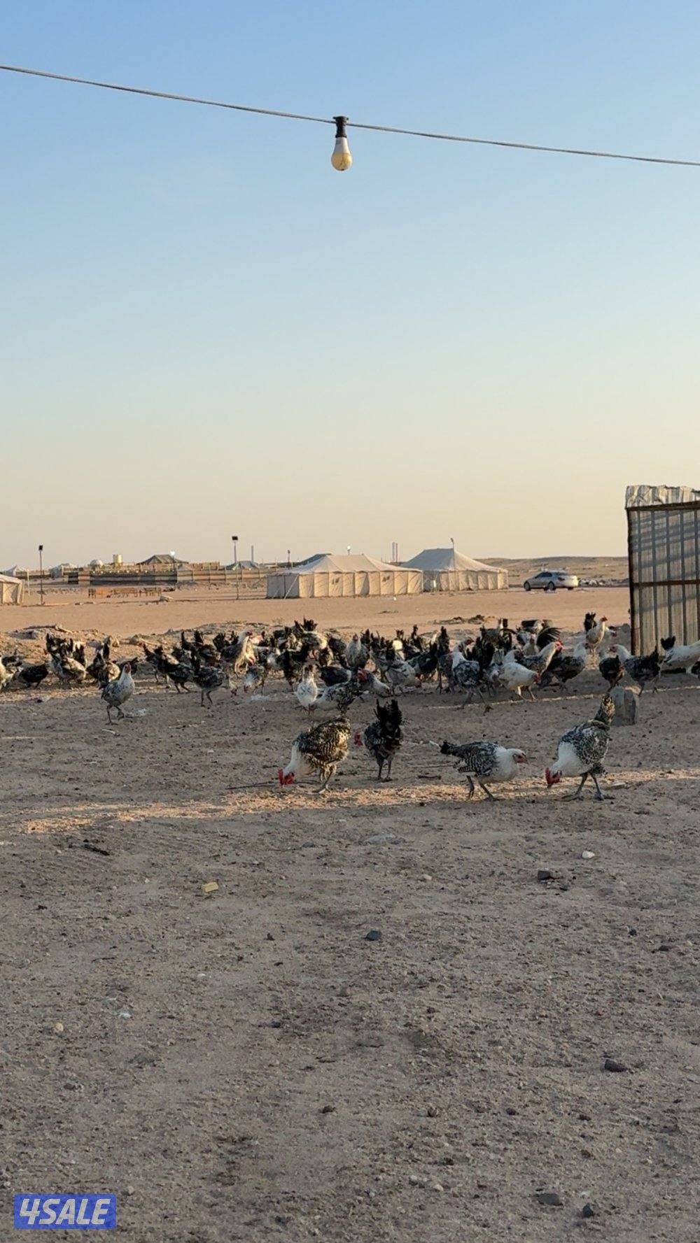 للبيع دجاج فيومي1