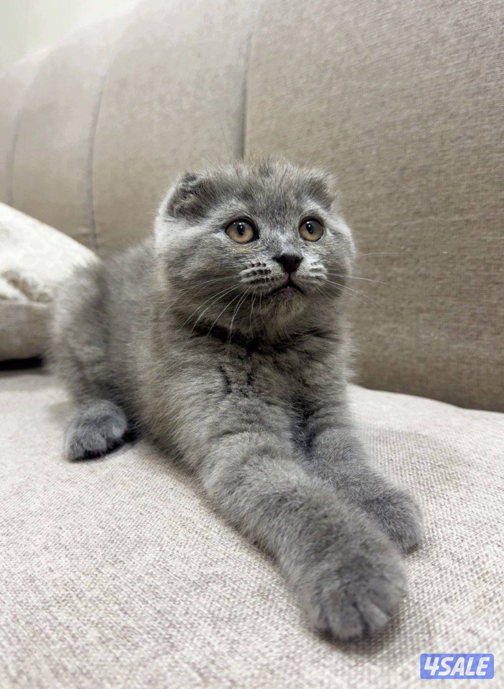 للبيع كتن سكوتش فولد0