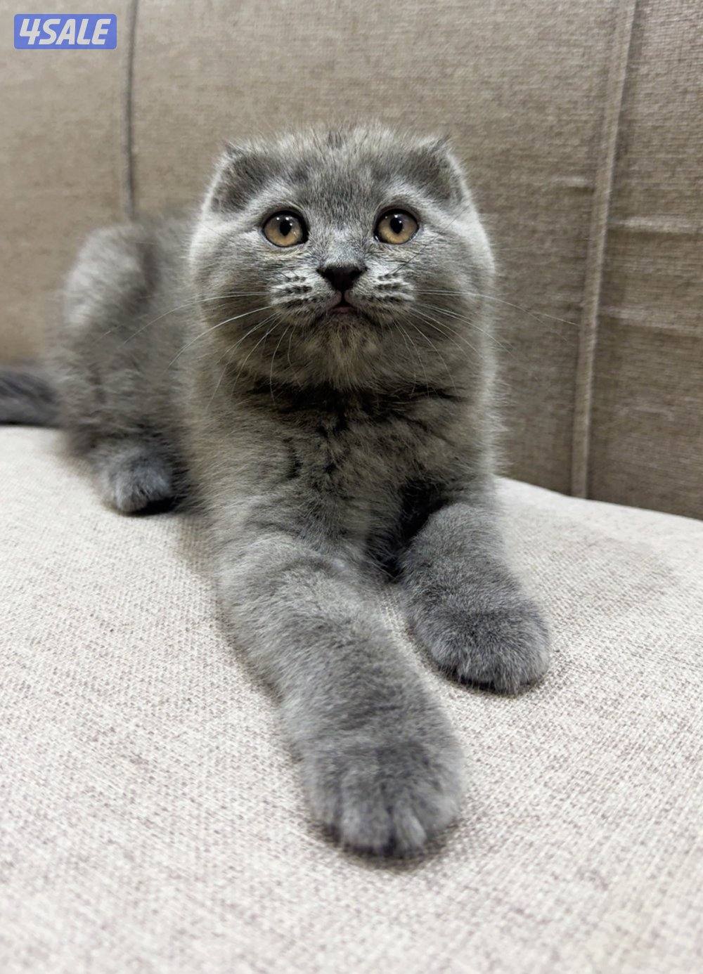 للبيع كتن سكوتش فولد1