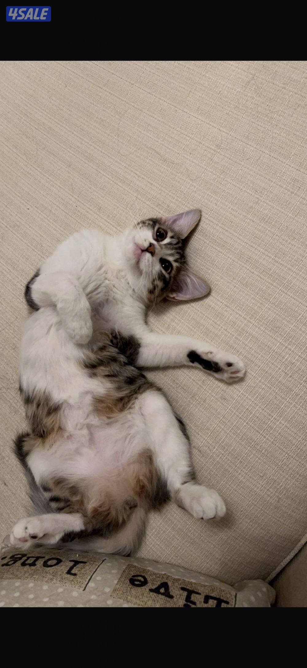 للتبني قطوه انثى معقمه ومطعمه1