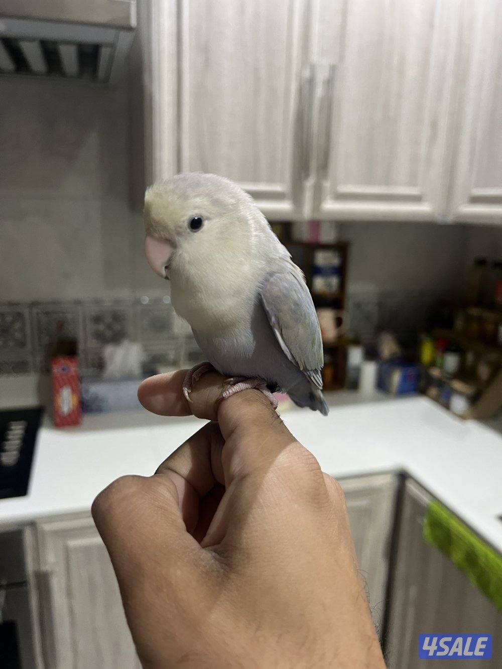 لوفبيرد ذكر0