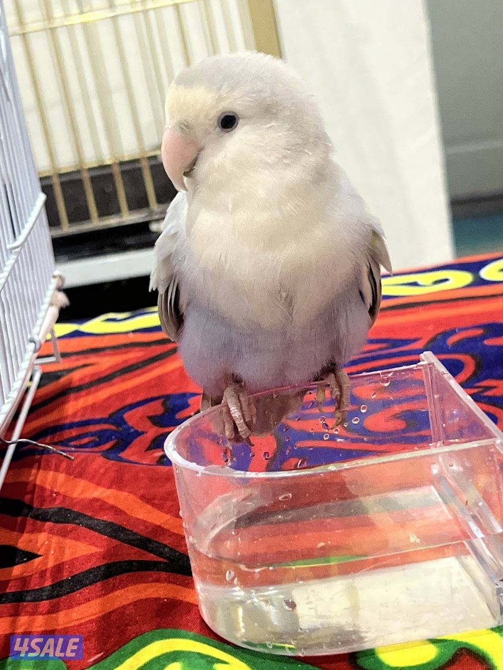 لوفبيرد ذكر1