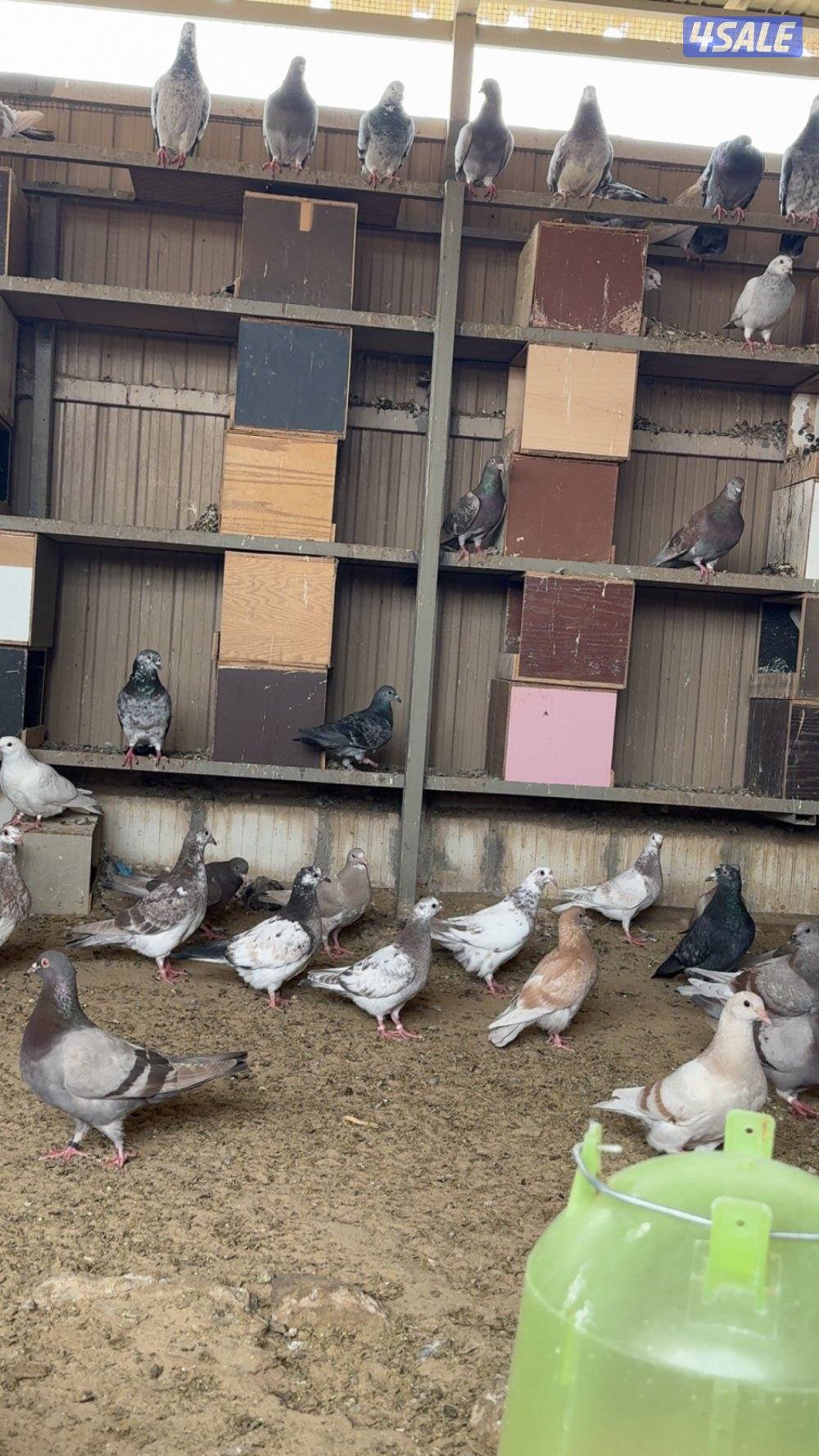 السلام عليكم فروخ طبه للبيع0