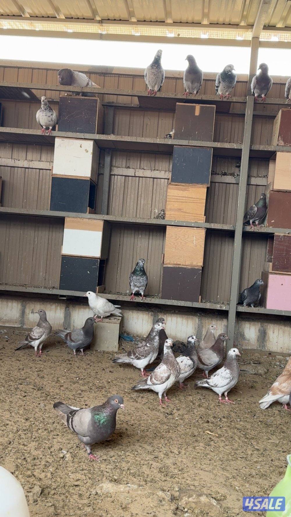 السلام عليكم فروخ طبه للبيع2