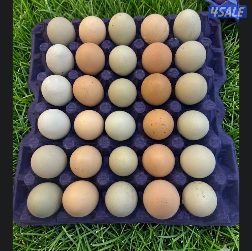 بيض دجاج ملون انتاج الوفره1