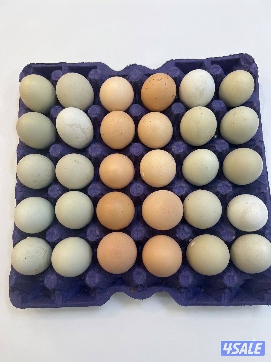 بيض دجاج ملون انتاج الوفره2