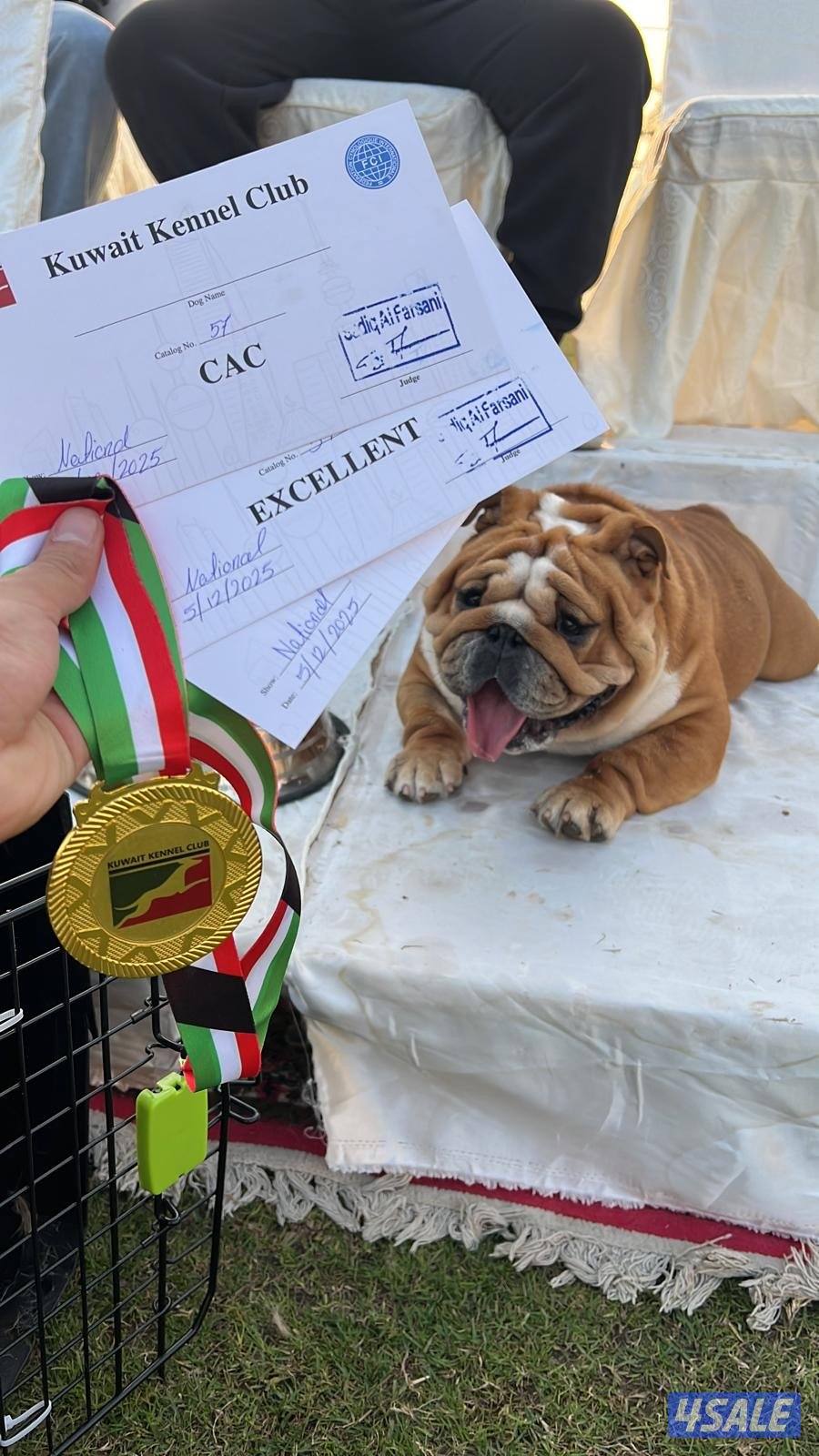 من النوادر انجليش بولدوق دم أبطال مع البديقري0