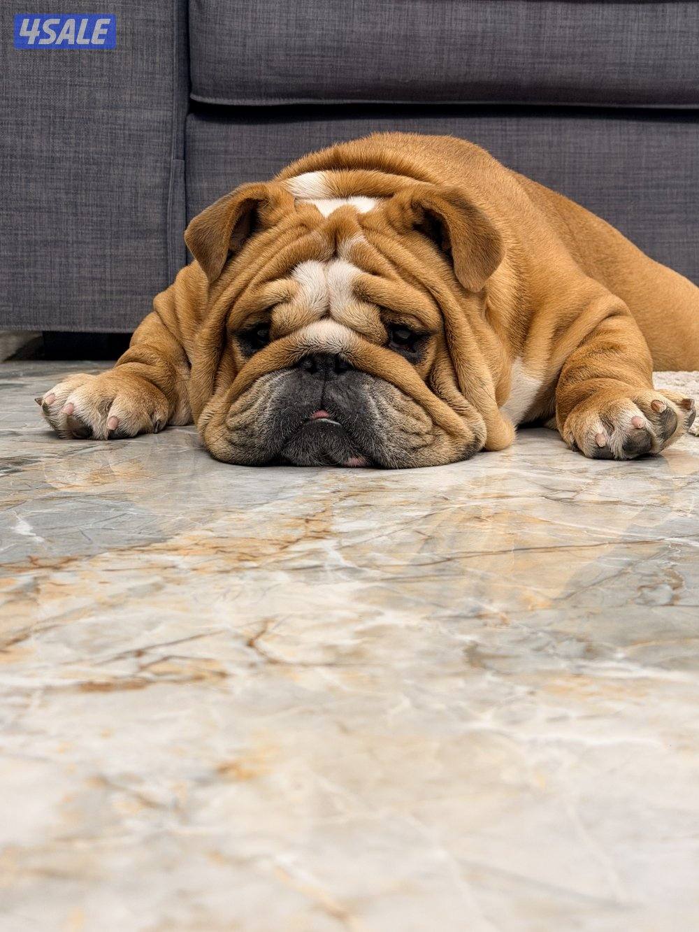 من النوادر انجليش بولدوق دم أبطال مع البديقري1