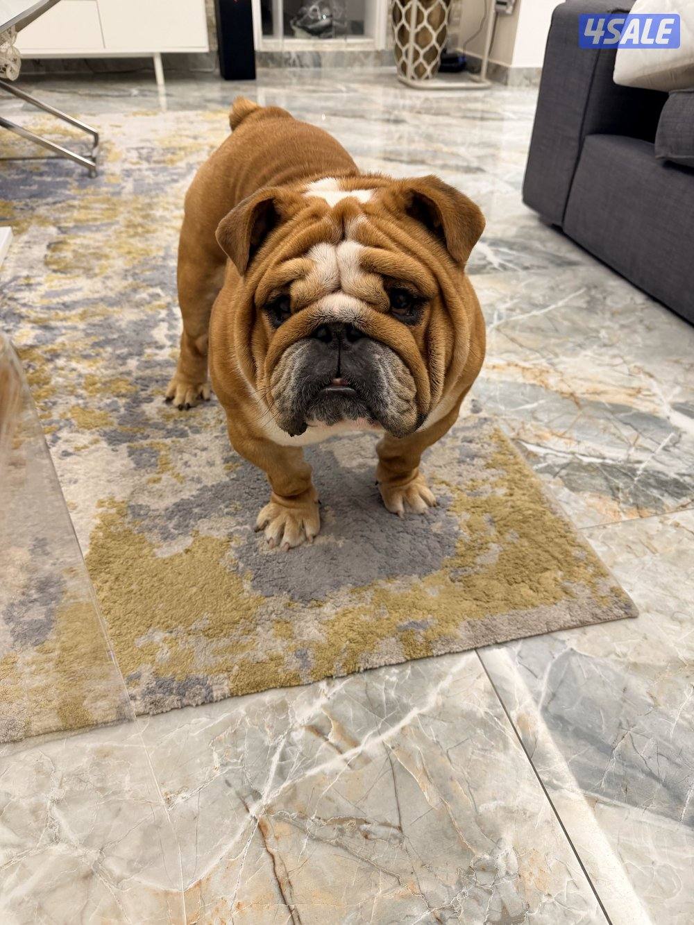 من النوادر انجليش بولدوق دم أبطال مع البديقري2