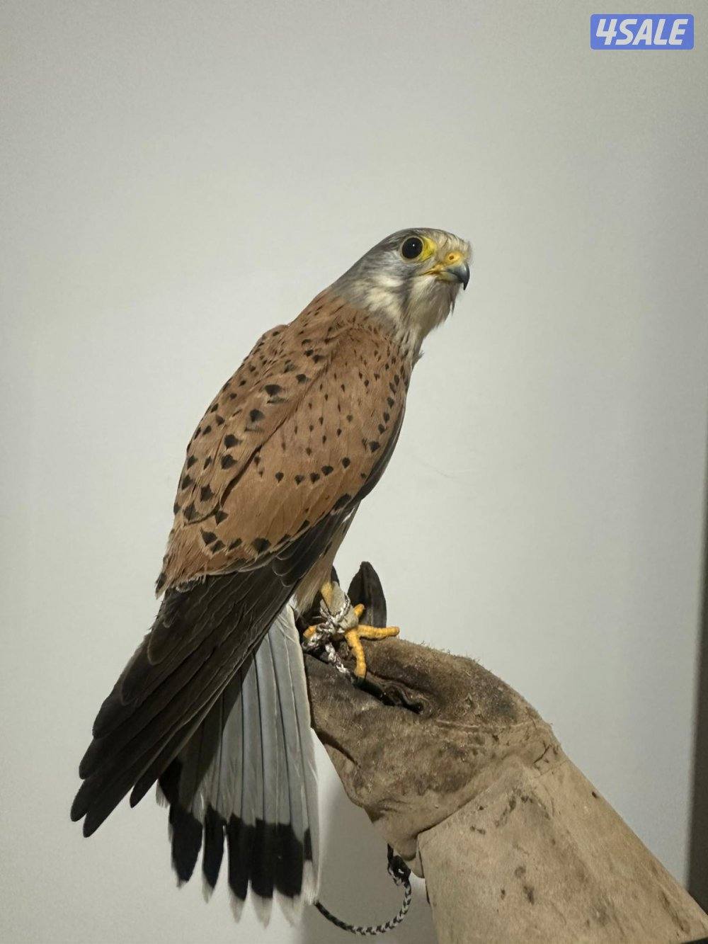 السلام عليكم طير للبيع0