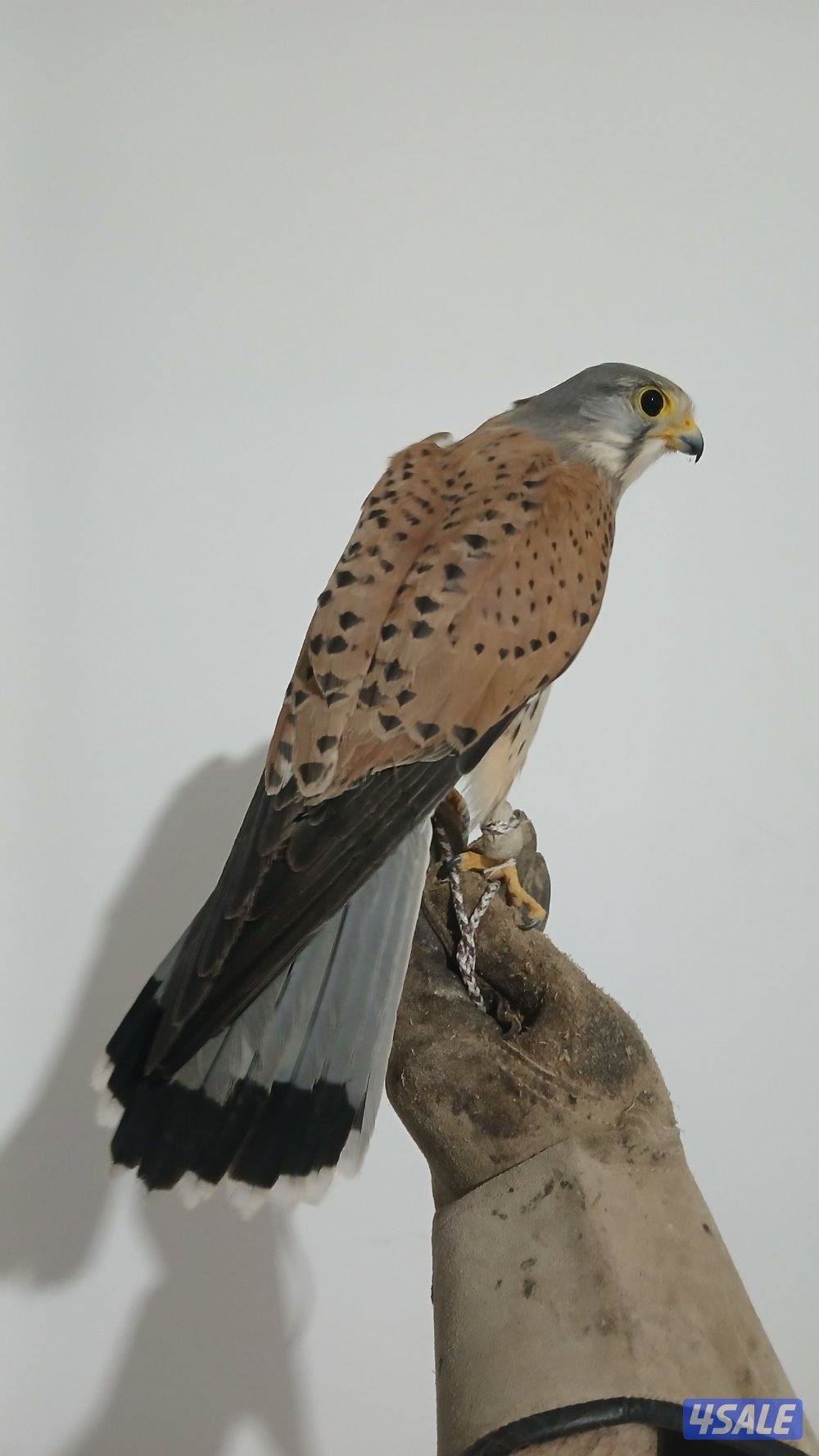 السلام عليكم طير للبيع1