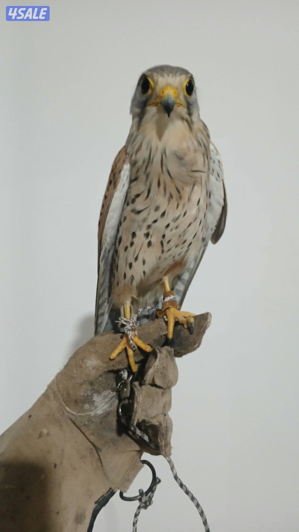 السلام عليكم طير للبيع2