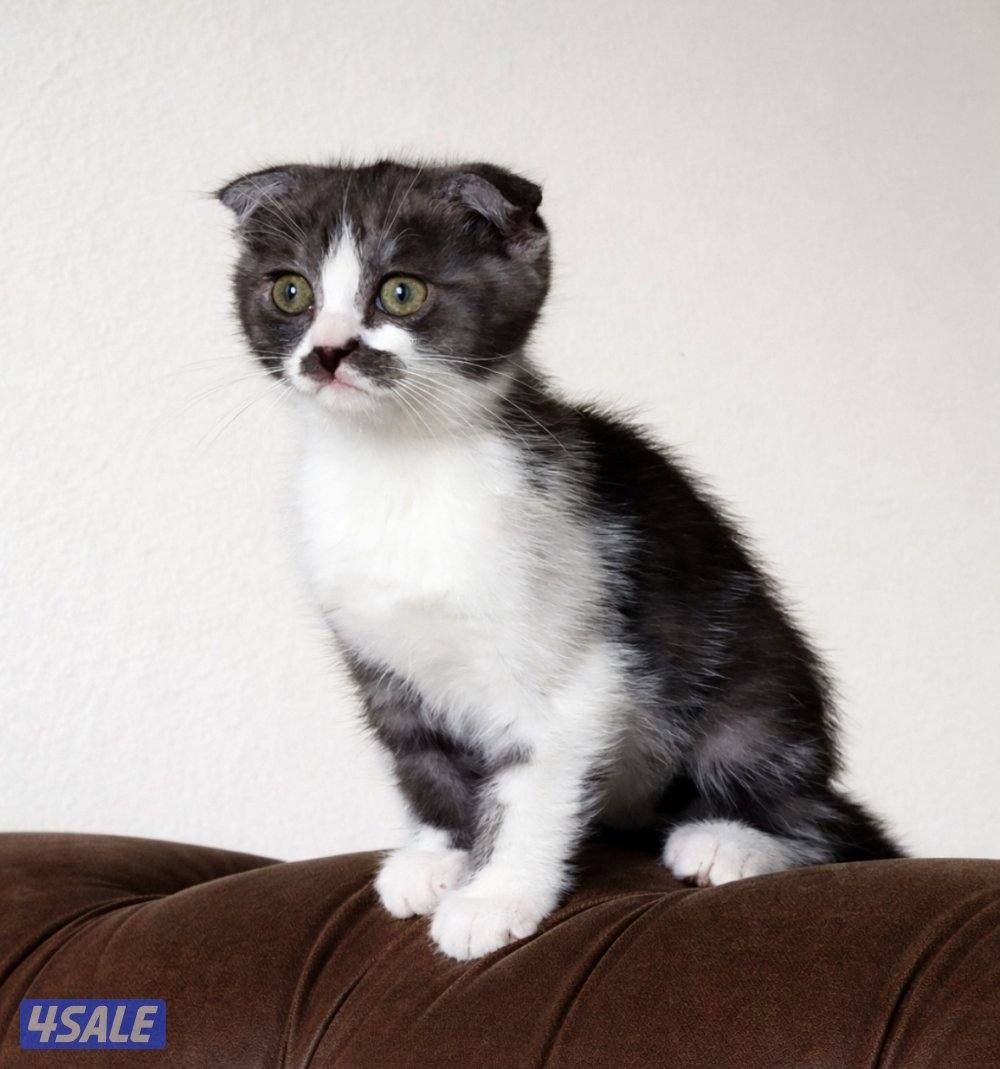 للتبني قطوتين برتش شورت هير للتبني الام وبنتها مافيهم اي امراض0