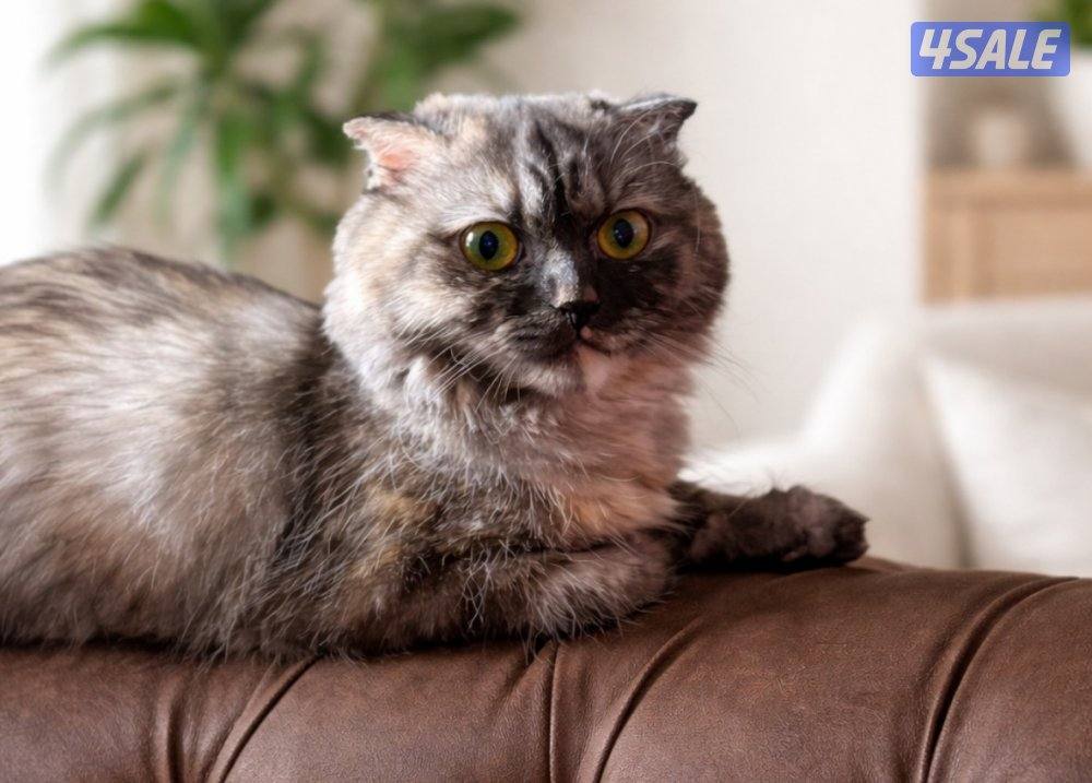 للتبني قطوتين برتش شورت هير للتبني الام وبنتها مافيهم اي امراض1