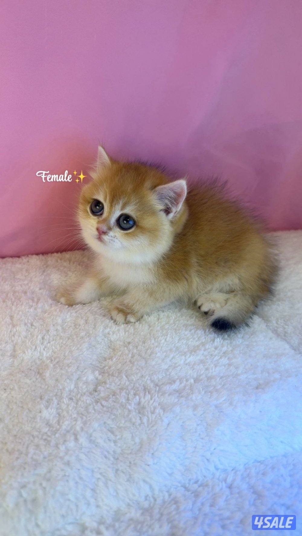 للبيع كيتن نثيه بريتش شورت هير1