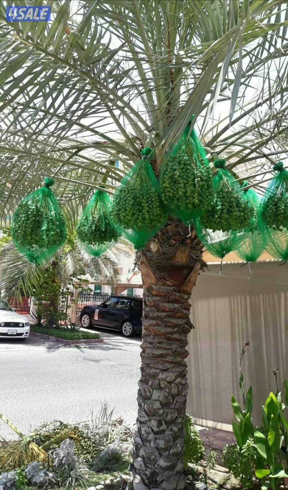 ابو احمد  لتنسيق الحدائق  في  جميع  مناطق للكويت1