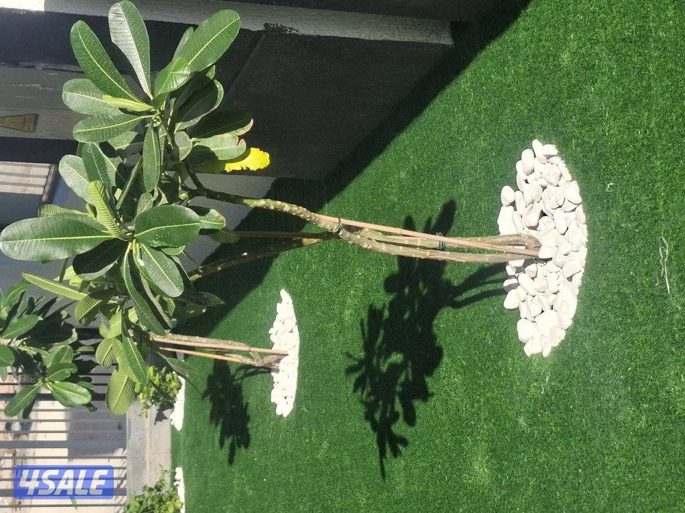 ابو احمد  لتنسيق الحدائق  في  جميع  مناطق للكويت5