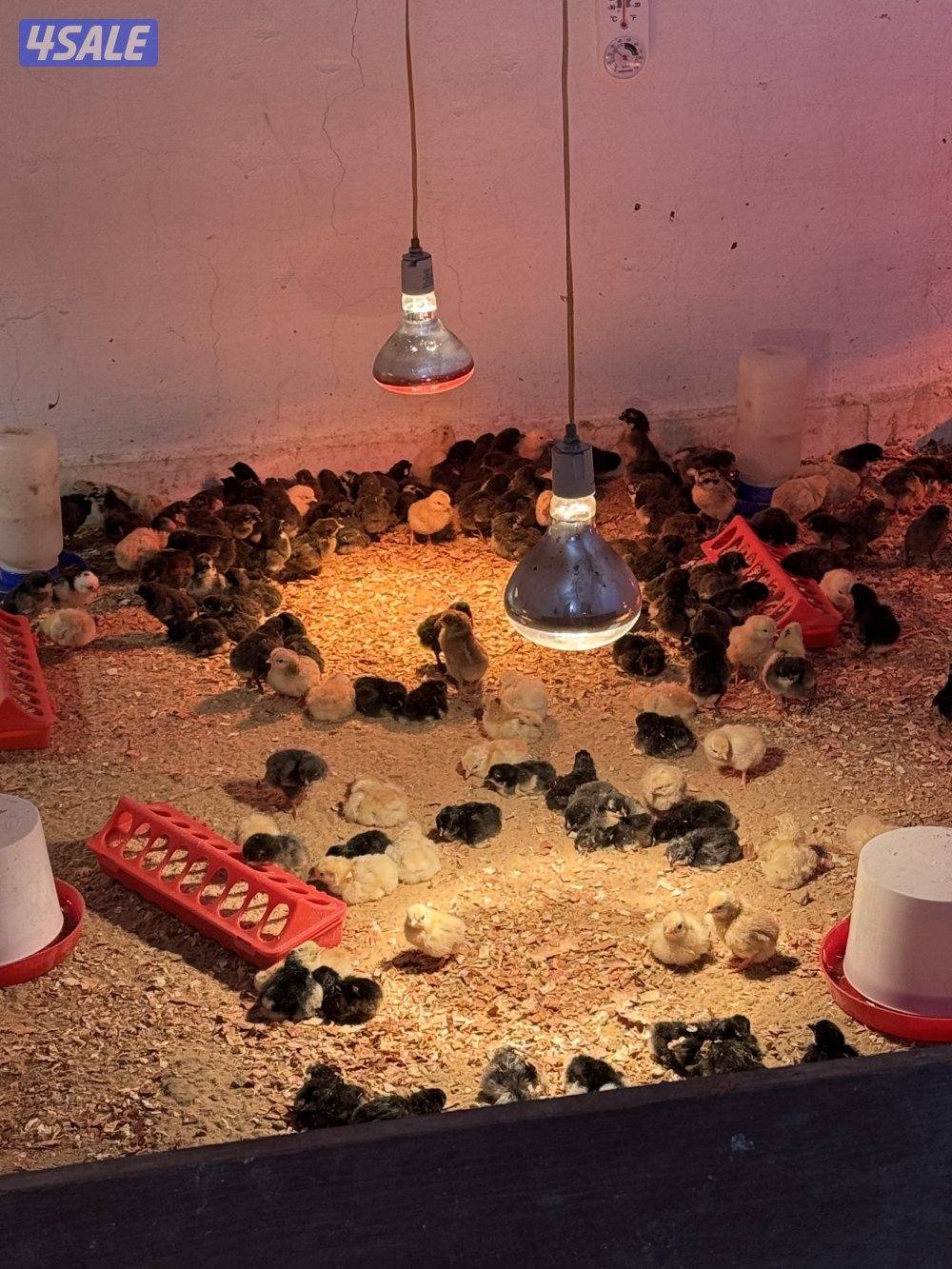 للبيع صيصان0