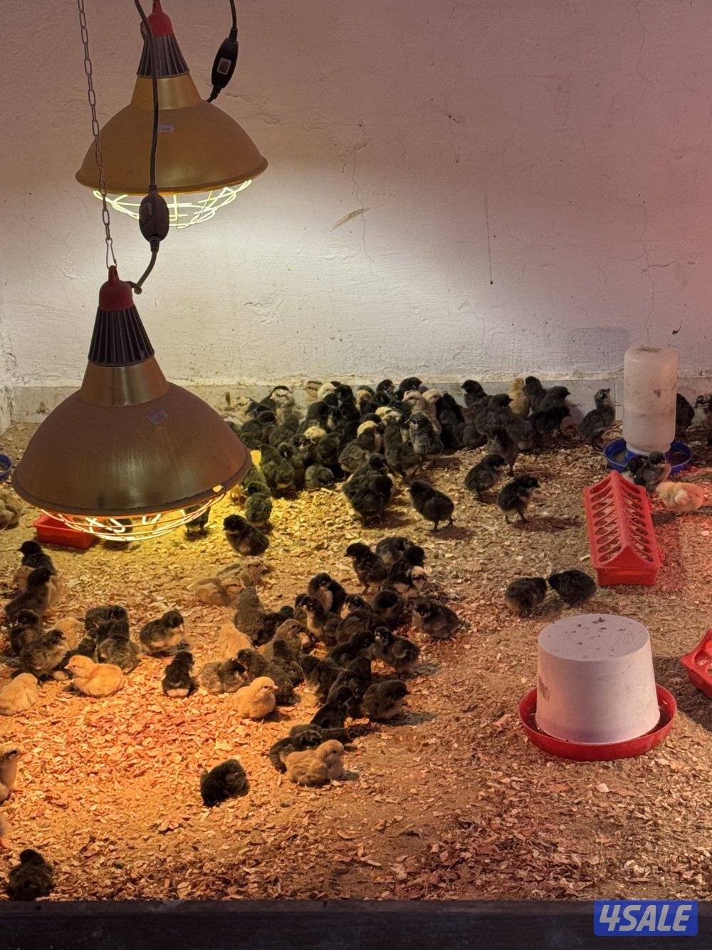 للبيع صيصان1