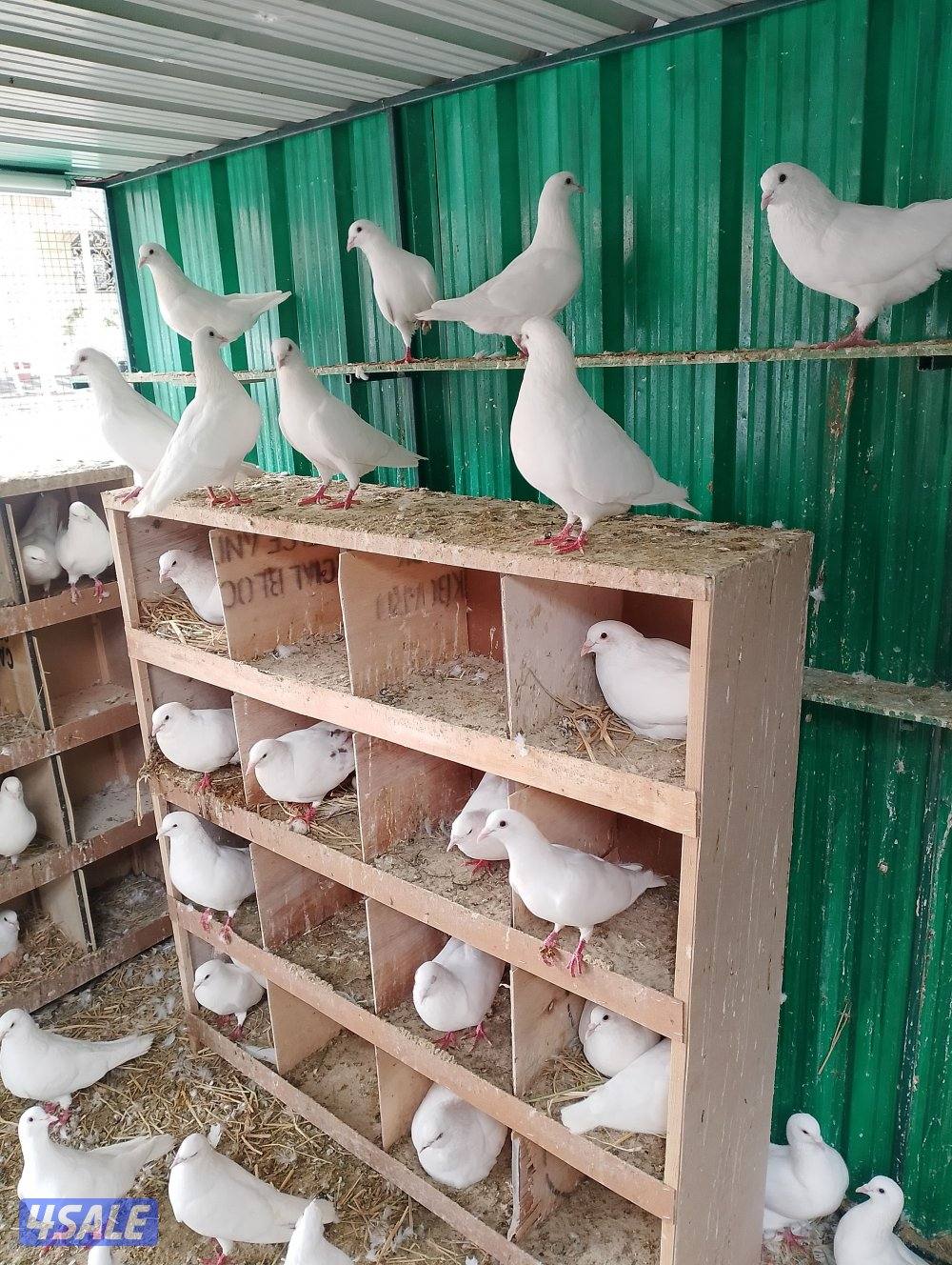 للبيع حمام لاحم وزاجل0